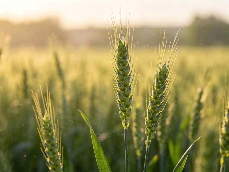 Grain Buds (Xiao Man): “Almost Full, Not Yet”—Anti-Rush Energy for Busy Weeks