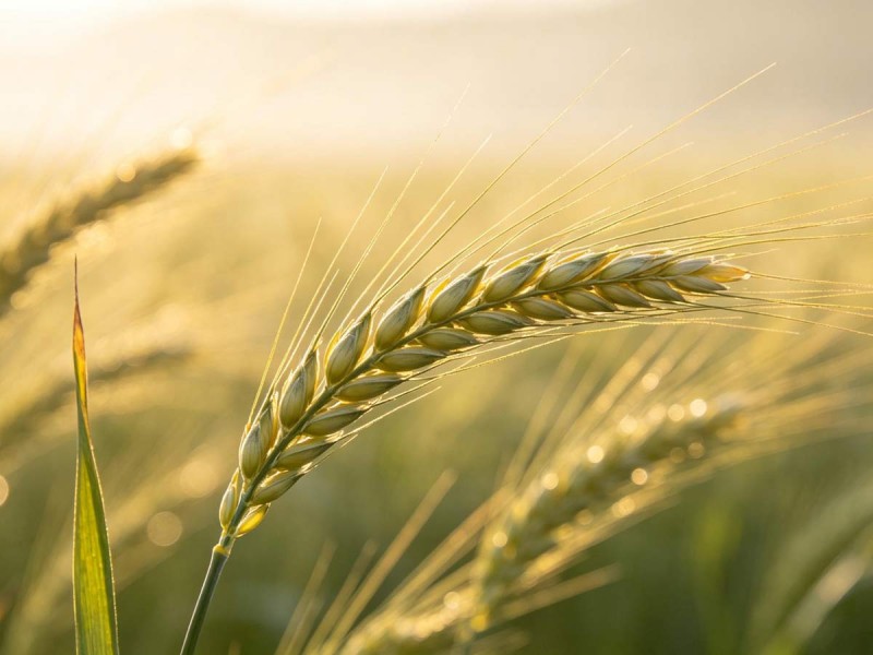 Grain in Ear (Mang Zhong): Busy Green-Gold Days—Harvest Momentum Without Burning Out