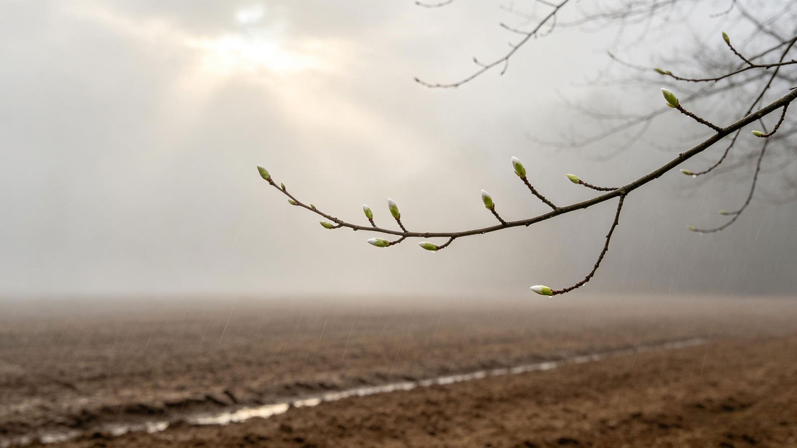 Soft early March light&mdash;buds and soil stirring, Awakening of Insects mood.