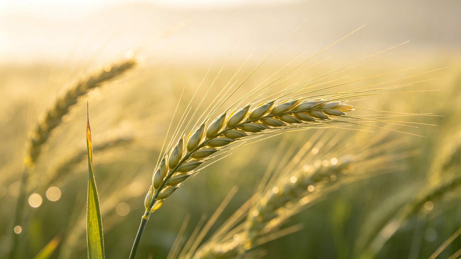 Ripening grain in sunlight&mdash;awns and green-gold momentum, Grain in Ear (Mang Zhong)