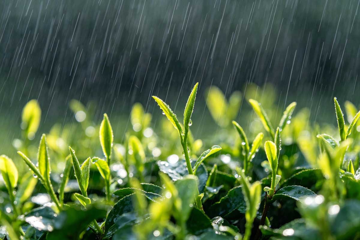 Spring solar terms cluster&mdash;buds, rain, longer light, abstract green growth.