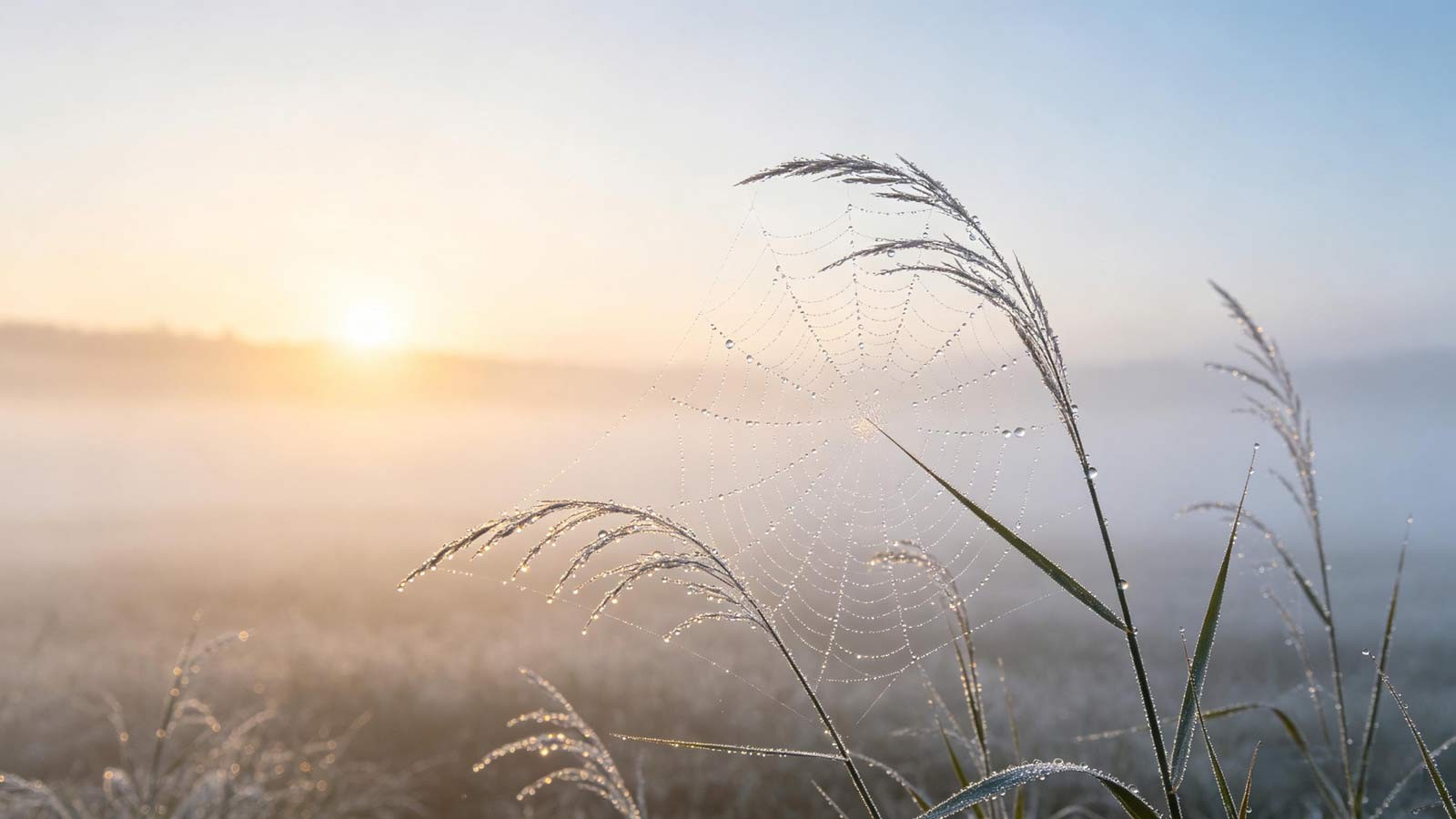 Dawn dew on blade of grass—cool gradient sky, White Dew (Bai Lu).